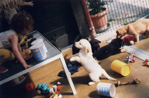 chiots de Niob avec Claire